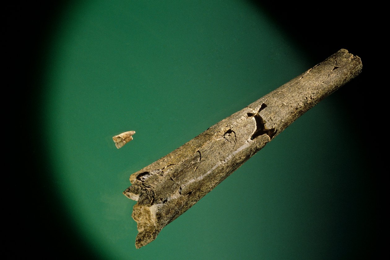Sípcsont és alsó metszőfogak, Boxgrove, Anglia, 500000 BP, Homo Heidelbergensis fosszíliák alkotó: Kenneth Garrett