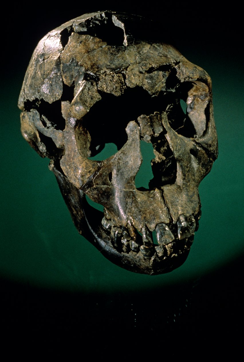 Turkana Boy, Kenya, West Turkana, Turkana-tó, KNMER-WT15000, H. erectus, Nariokotome..., 2008 (fénykép) alkotó: Kenneth Garrett