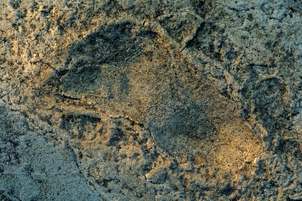 emberszerű lábak, Laetoli nyomok, DOH; The First Steps,3,6 millió éves, lábnyom... alkotó: Kenneth Garrett