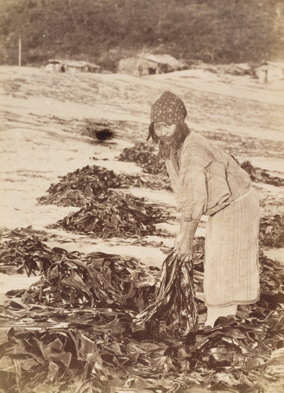 Ainu nő hínárt szüretelve, 1900 körül (albumin ezüst nyomat) alkotó: Kenzô Tamoto