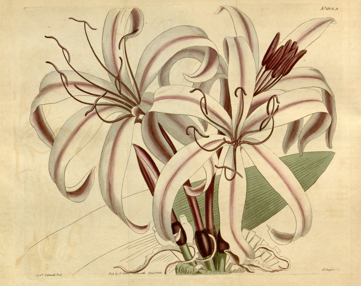 Crinum szerethető alkotó: Ker Gawler