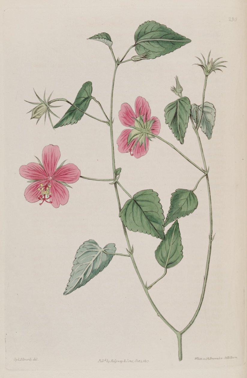 Hibiszkusz Phoeniceus alkotó: Ker Gawler