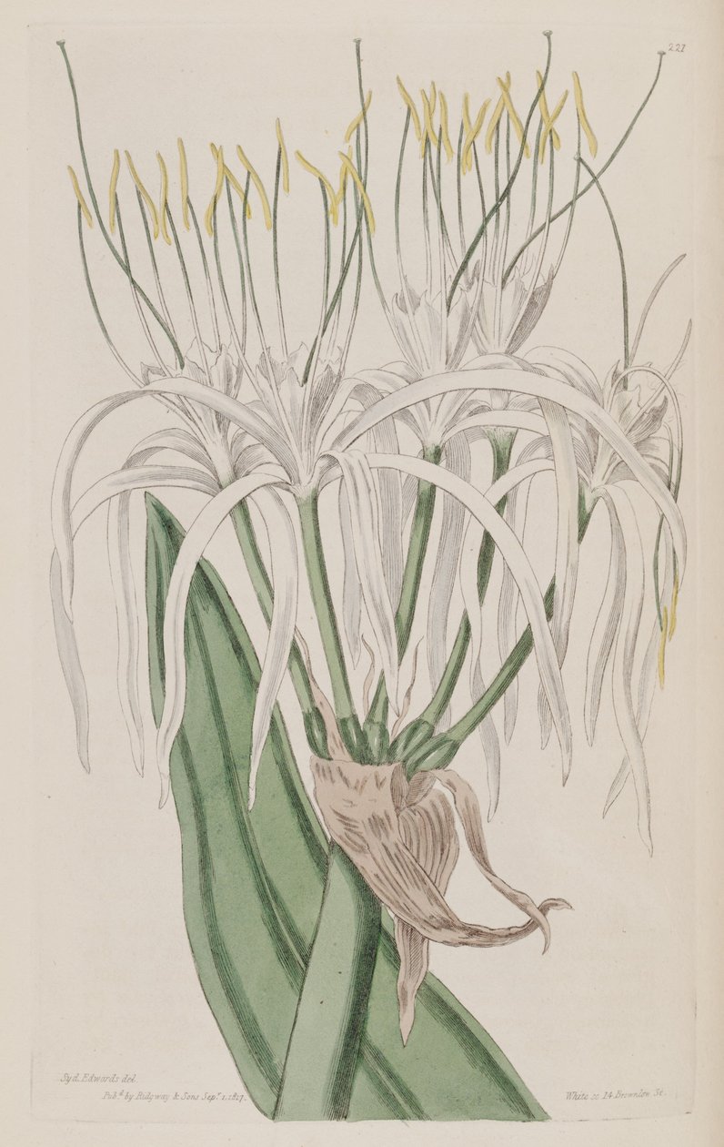 Hymenocallis caribaea alkotó: Ker Gawler