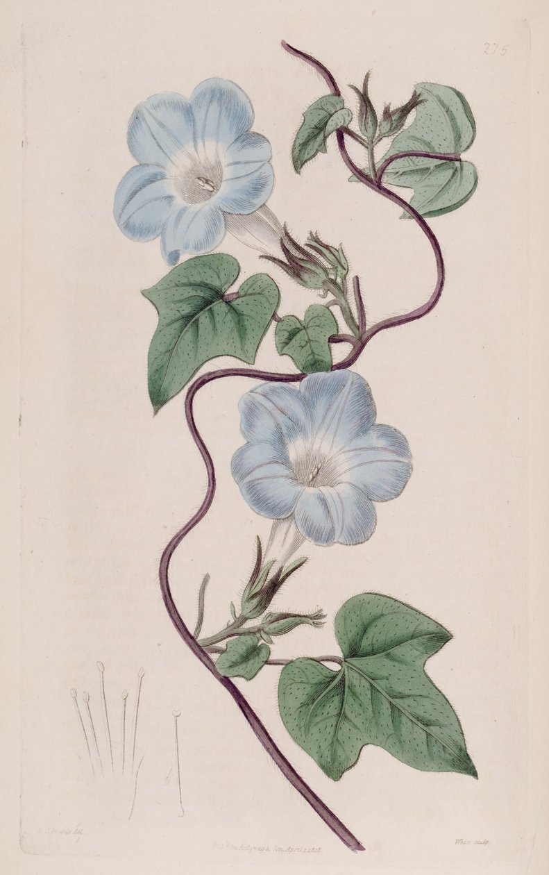 Ipomoea hederacea alkotó: Ker Gawler