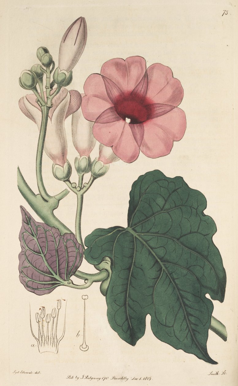 Ipomoea mauritiana alkotó: Ker Gawler