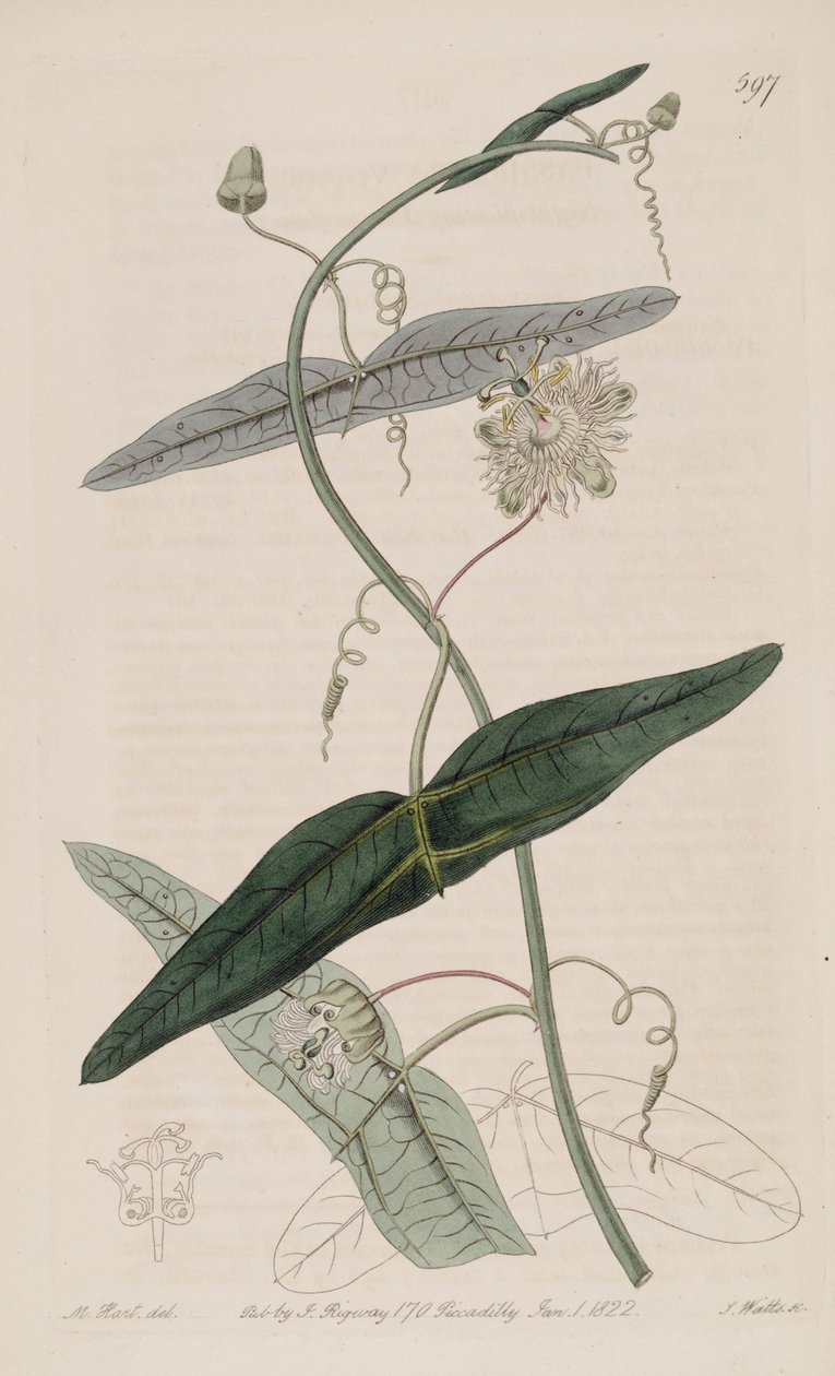 Passiflora misera, a Passiflora vespertilio Ker Gawl., Bot. Reg. 7 alkotó: Ker Gawler