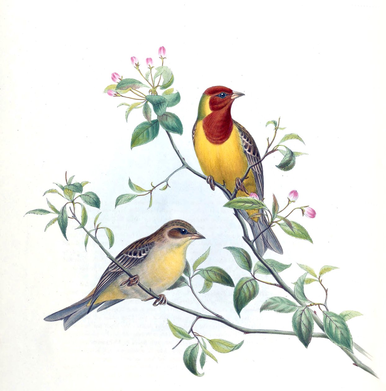Emberiza brunicepsz alkotó: Kersti Nebelsiek
