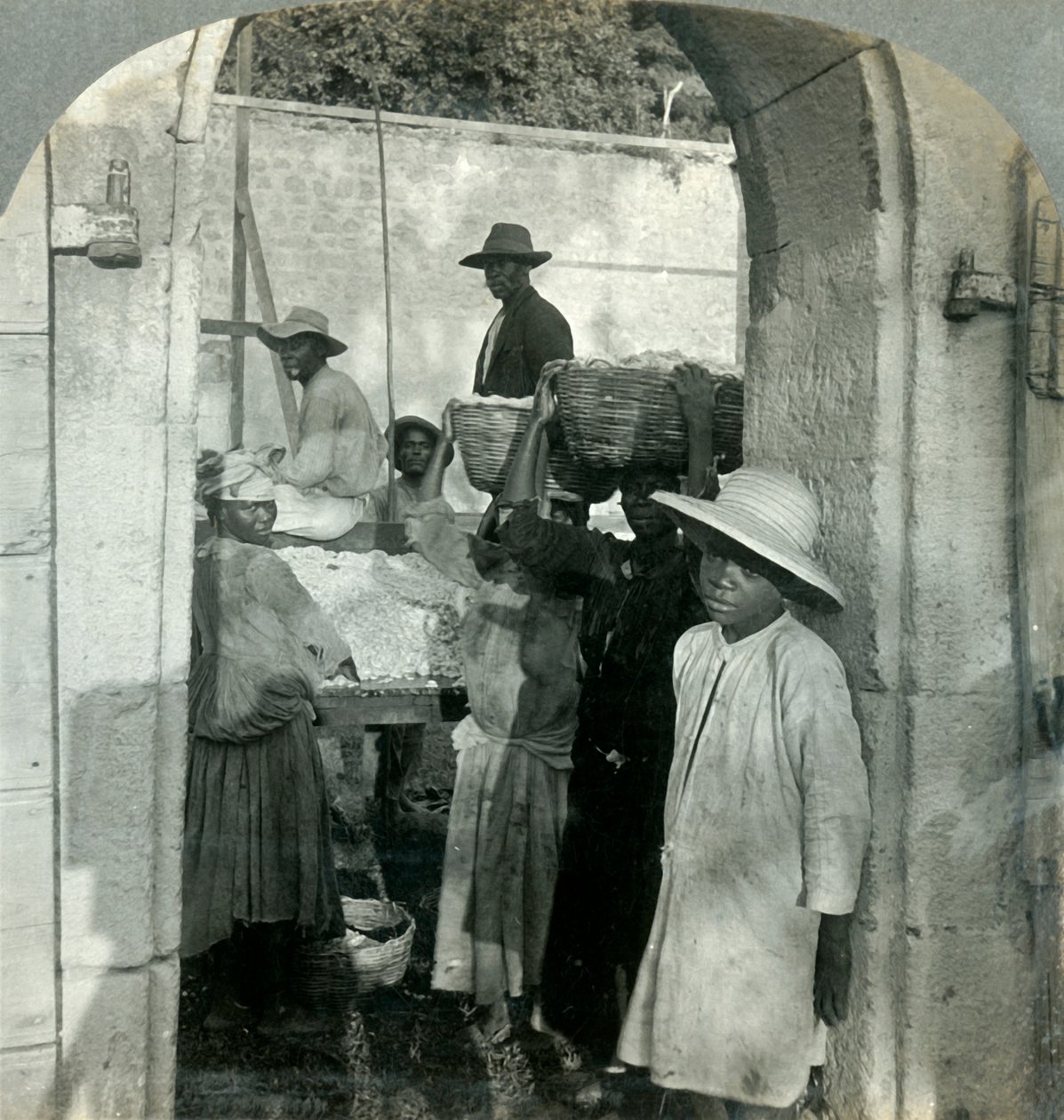 Friss kakaó a hüvelyből, Dominika, B.W.I., 1893. alkotó: Keystone View Company