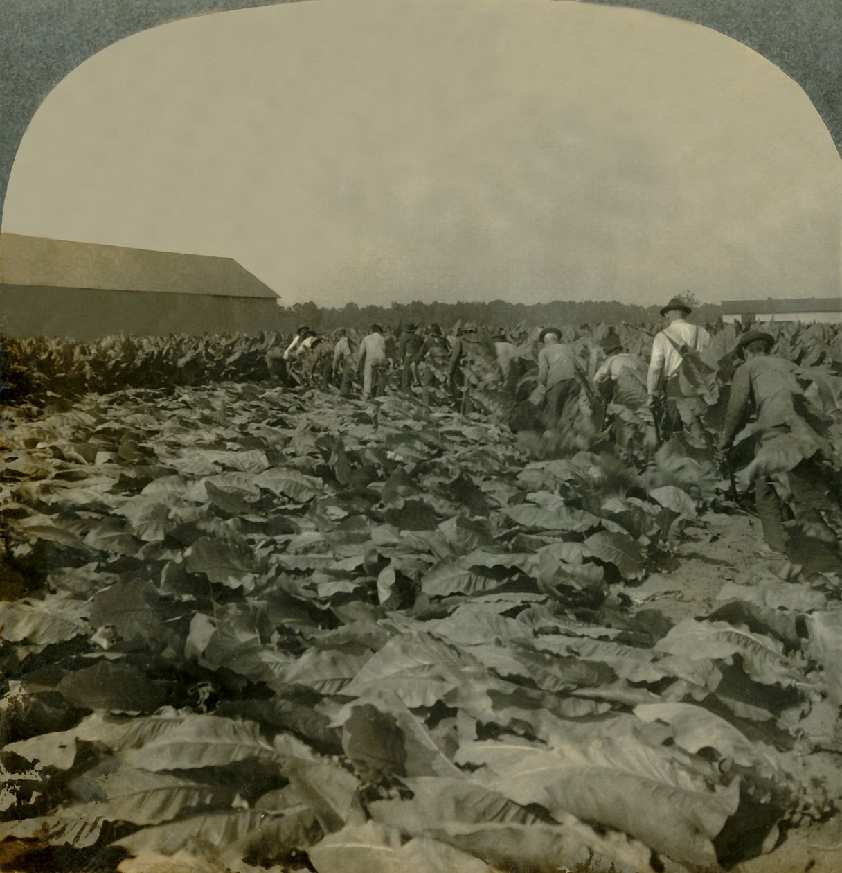 Cutting Tobacco, Kentucky, U.S.A., 1904. alkotó: Keystone View Company
