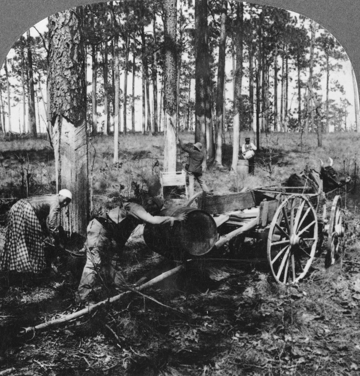 Egy nagy fenyőerdőben, terpentin gyűjtése, Észak-Karolina, USA, 19. század vége vagy 20. század eleje alkotó: Keystone View Company