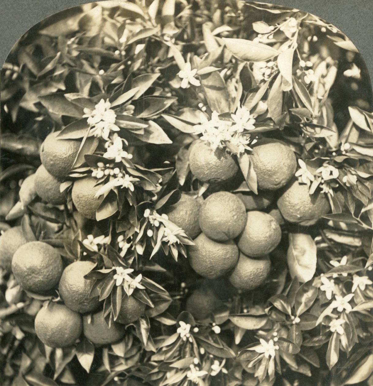 Narancsvirágok és érett narancsok, amelyek ugyanazon a fán nőnek, Kalifornia, 1900. alkotó: Keystone View Company