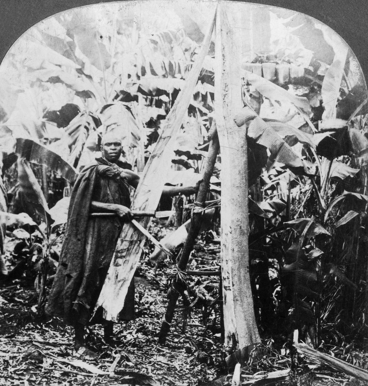 Kéreghámozás kéregszövet készítéséhez, Uganda, 19. század vége vagy 20. század eleje alkotó: Keystone View Company