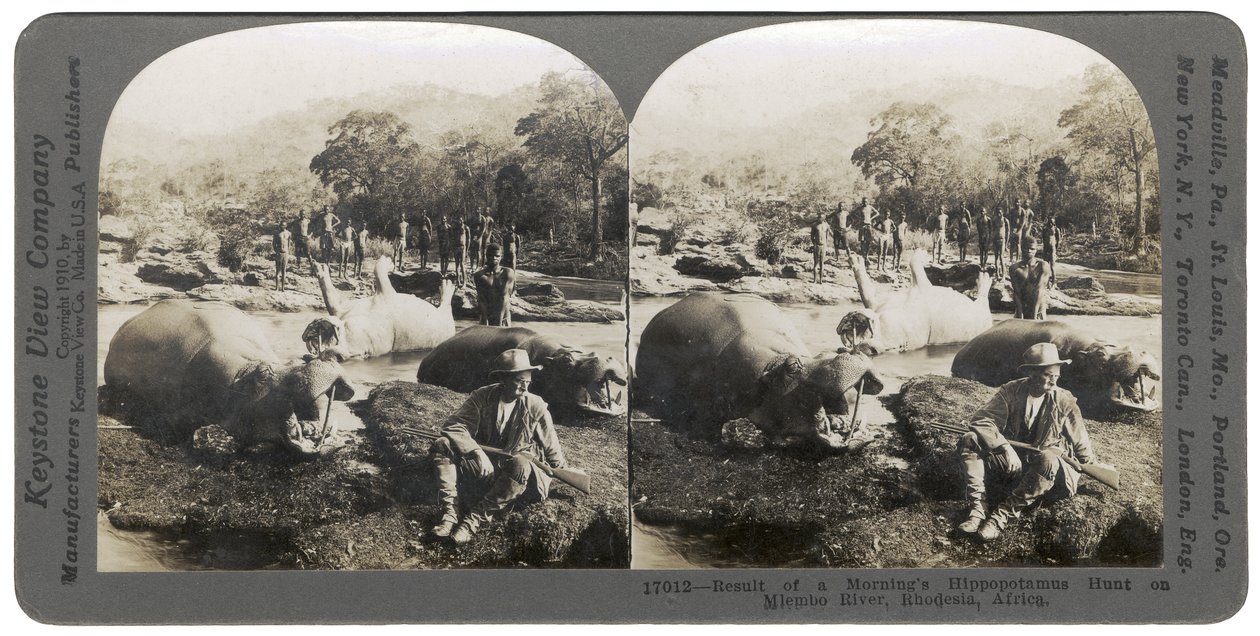 Egy reggeli vízilóvadászat eredménye a Mlembo folyón, Rhodesia, Afrika, 1910 alkotó: Keystone View Company