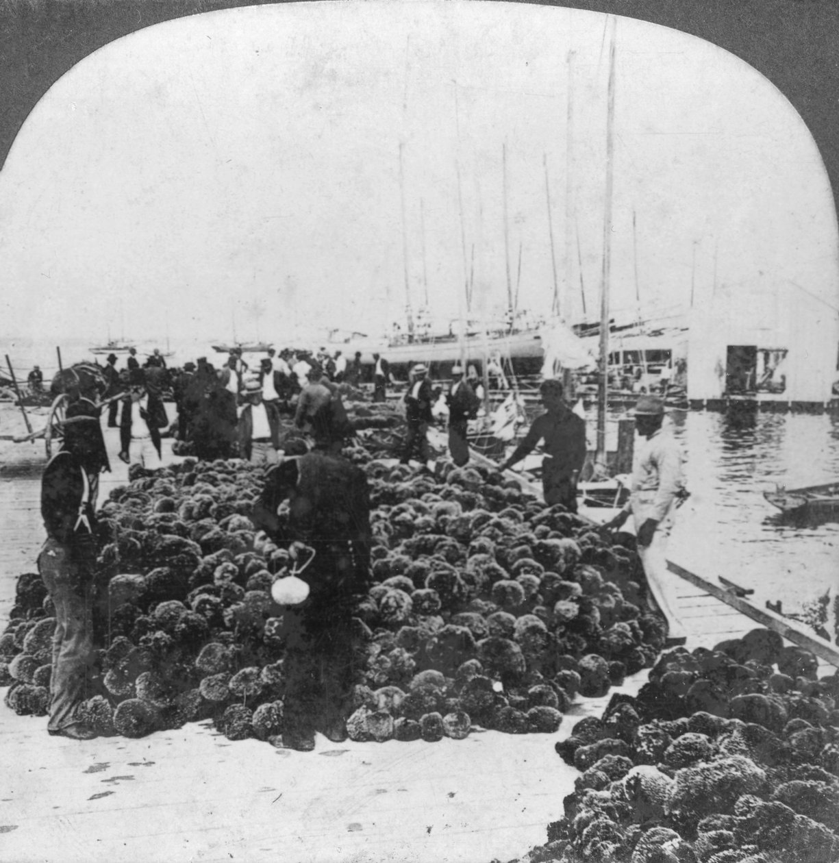Szivacspiac, Key West kikötő, Florida, USA, c1900 alkotó: Keystone View Company