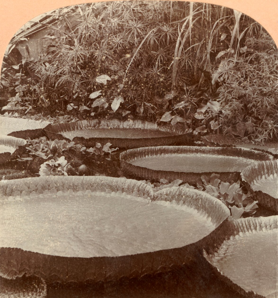 Thureza Lily, Botanikus Kert, Hamburg, Németország, 1895. alkotó: Keystone View Company