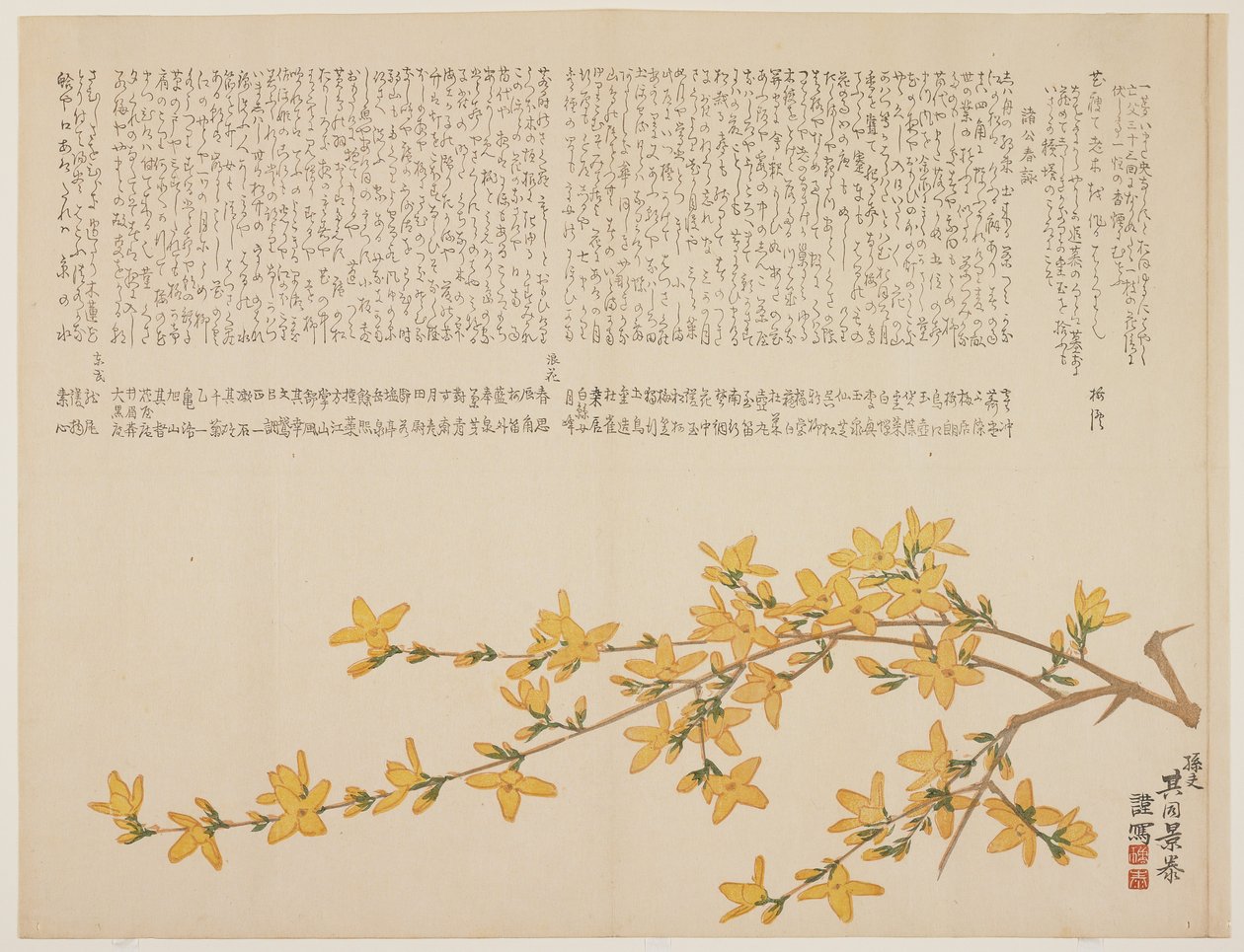 Japán sárga rózsa vagy Yamabuki, 1818-29 körül (színes fanyomat) alkotó: Kid Kageyasu