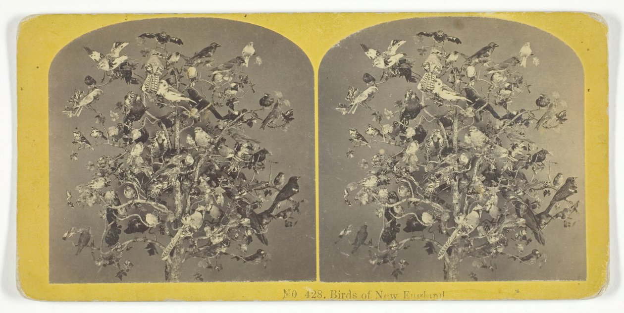 Birds of New England, 185575. Alkotók: Kilburn Brothers, BW Kilburn. alkotó: Kilburn Brothers, BW Kilburn