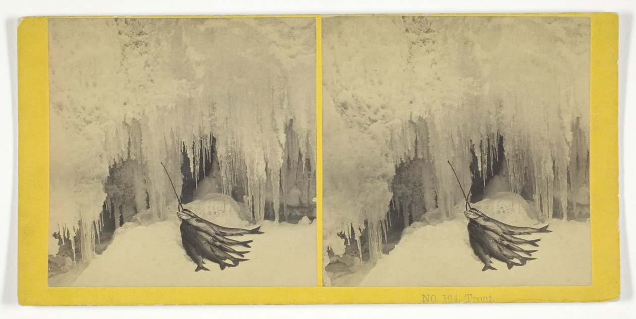 Trout, 185575. Alkotók: Kilburn Brothers, BW Kilburn. alkotó: Kilburn Brothers, BW Kilburn