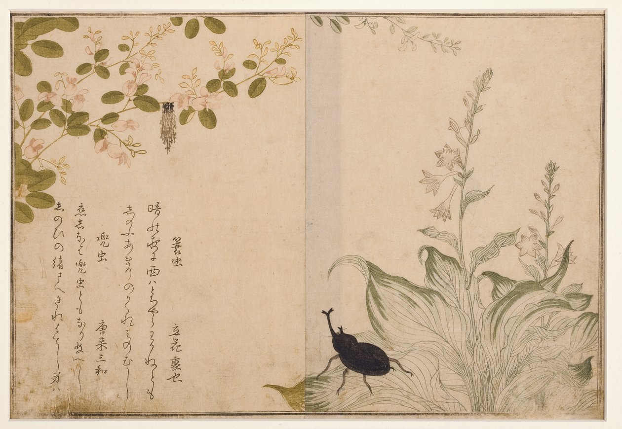 Kosárféreg és sisakbogár, 1788 (fatömb) alkotó: Kitagawa Utamaro