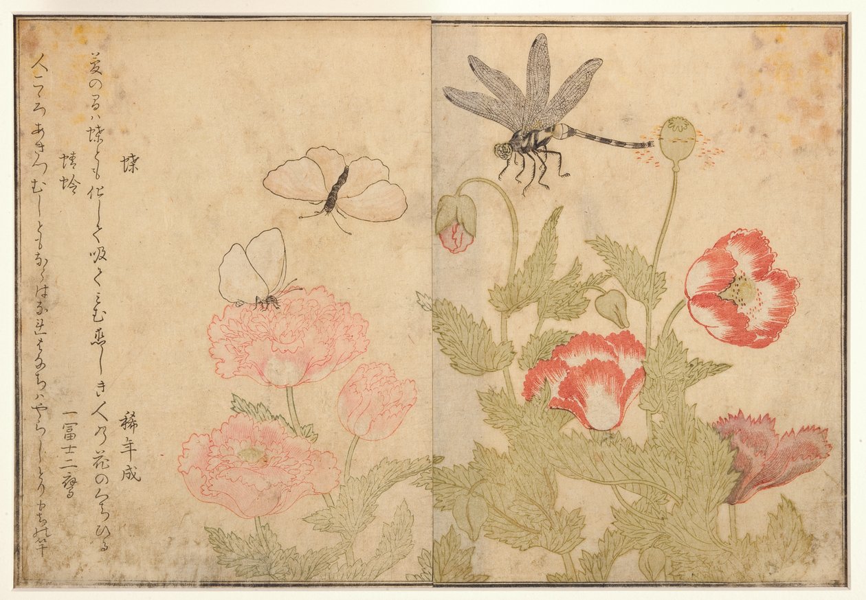 Pillangó és szitakötő, 1788 (fatömb) alkotó: Kitagawa Utamaro