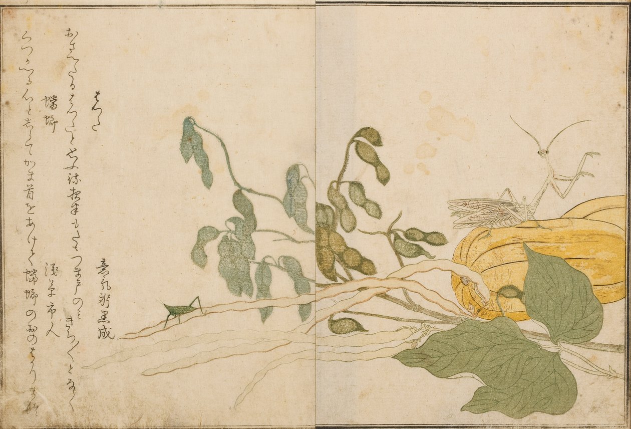 Szöcske és imádkozó sáska, 1788 (fatömb) alkotó: Kitagawa Utamaro