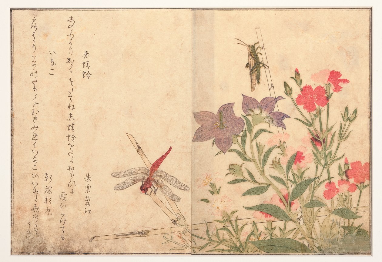 Vörös szitakötő és rizssáska, 1788 (fatömb) alkotó: Kitagawa Utamaro