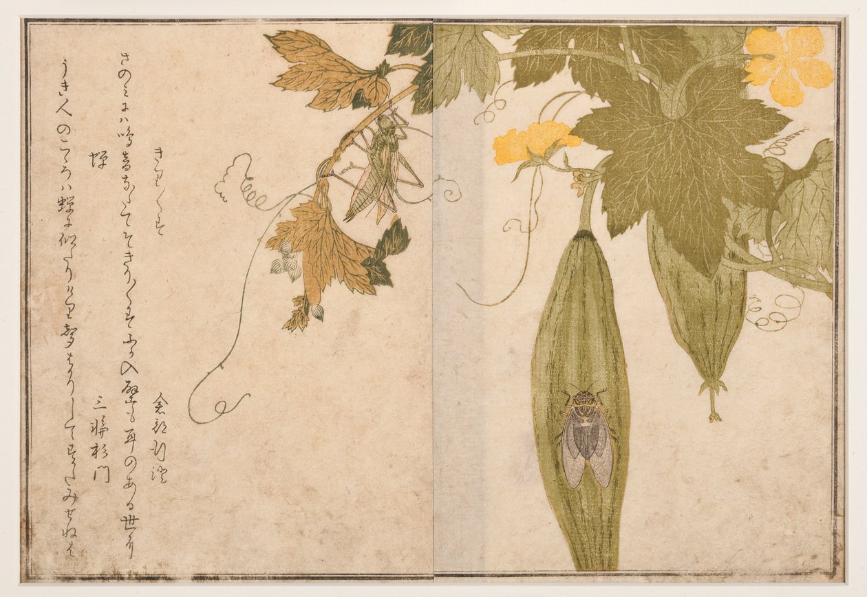 Éneklő tücsök kabócán, 1788 (fametszet) alkotó: Kitagawa Utamaro