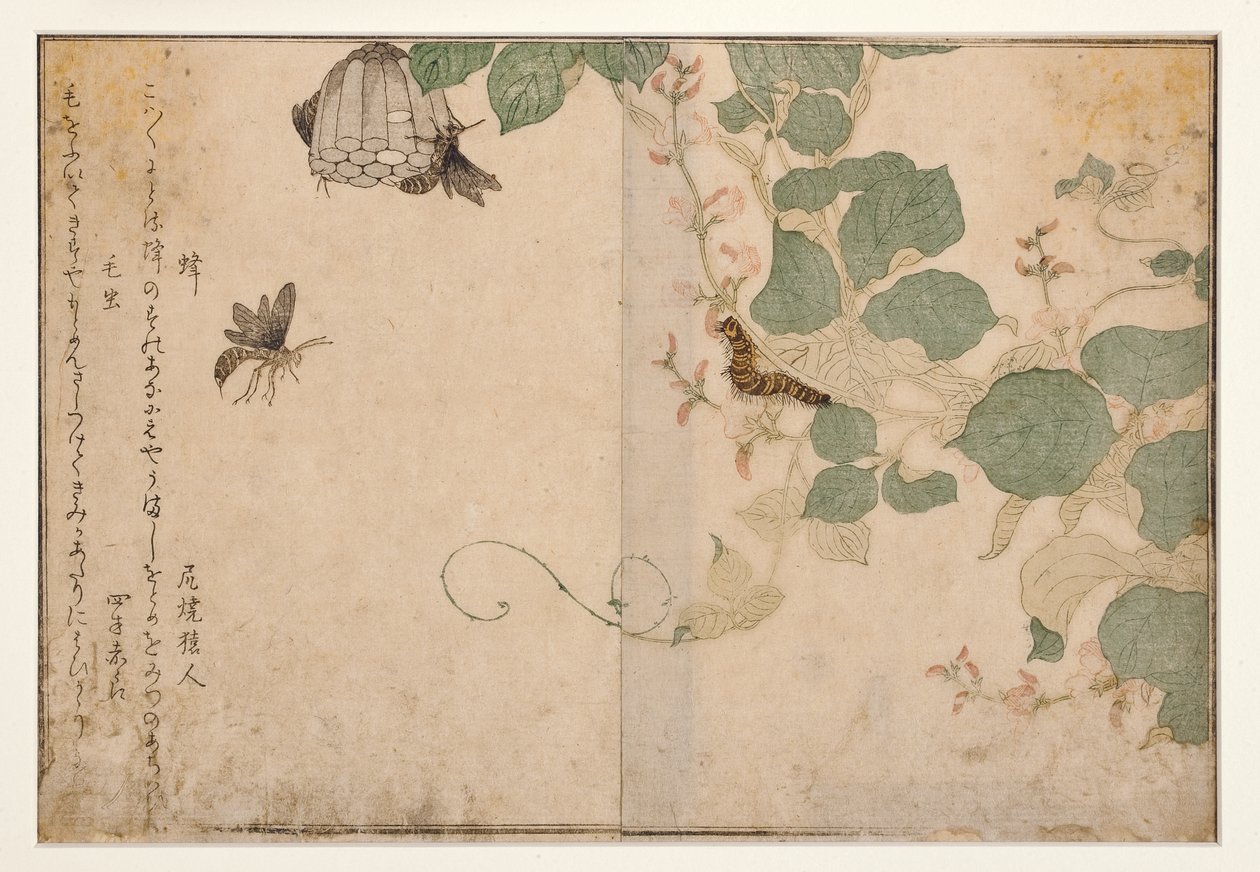 Darazsak és szőrös hernyó, 1788 (fatömb) alkotó: Kitagawa Utamaro