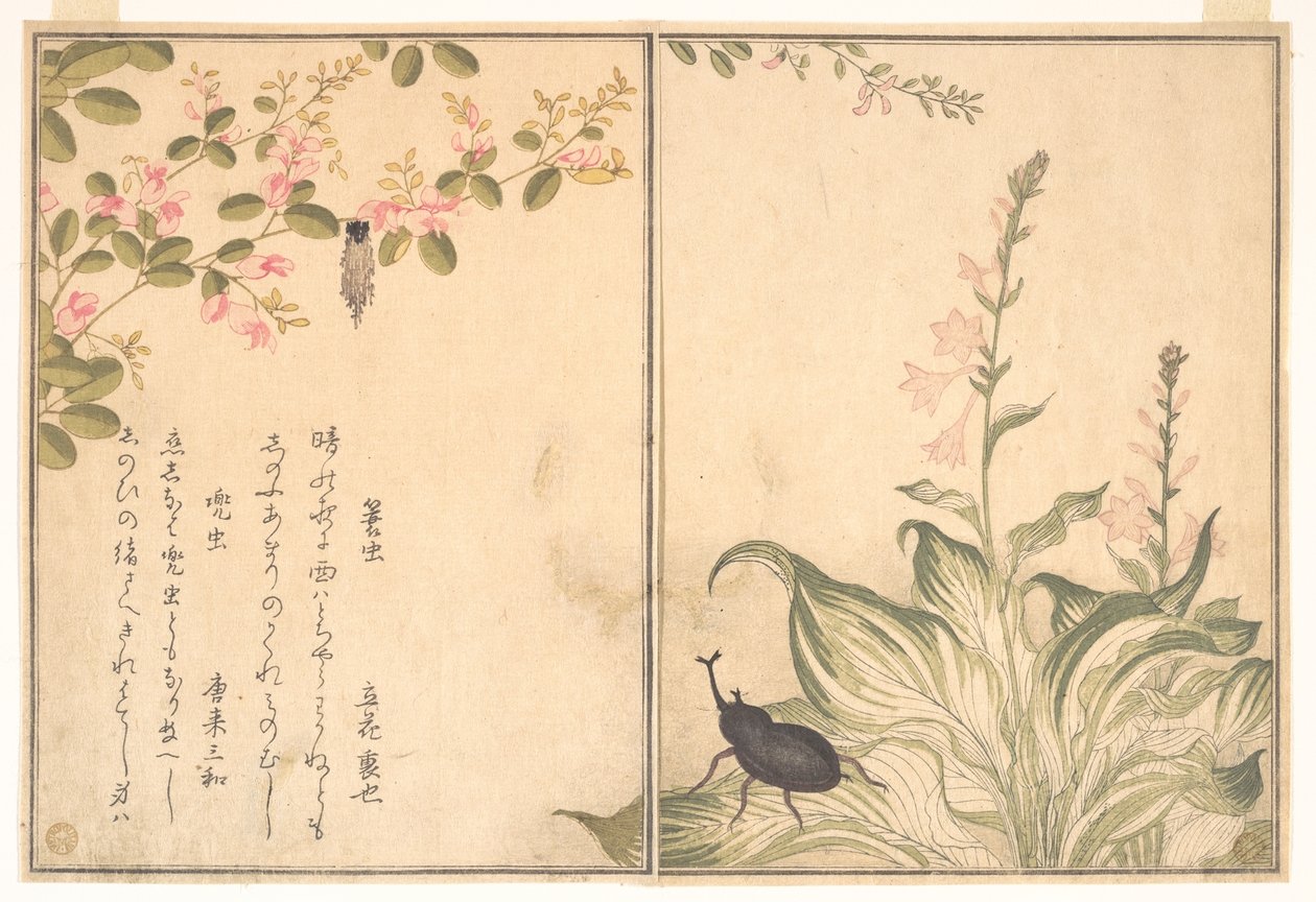 Zsákosmolyhernyó (Minomushi); orrszarvúbogár (Kabutomushi), a Kúszó lények képeskönyvéből (Ehon mushi erami) alkotó: Kitagawa Utamaro