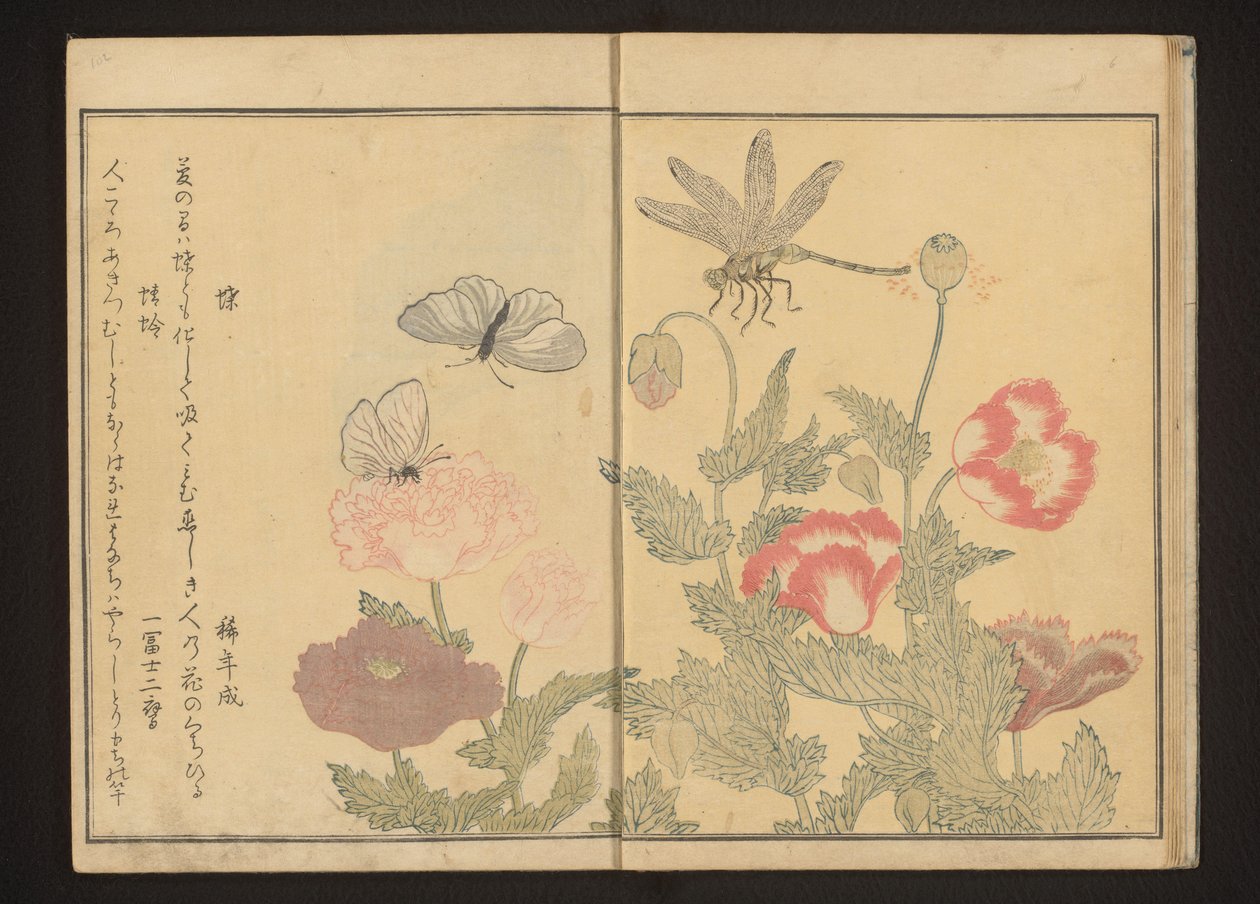Pillangók és szitakötő mák közelében alkotó: Kitagawa Utamaro