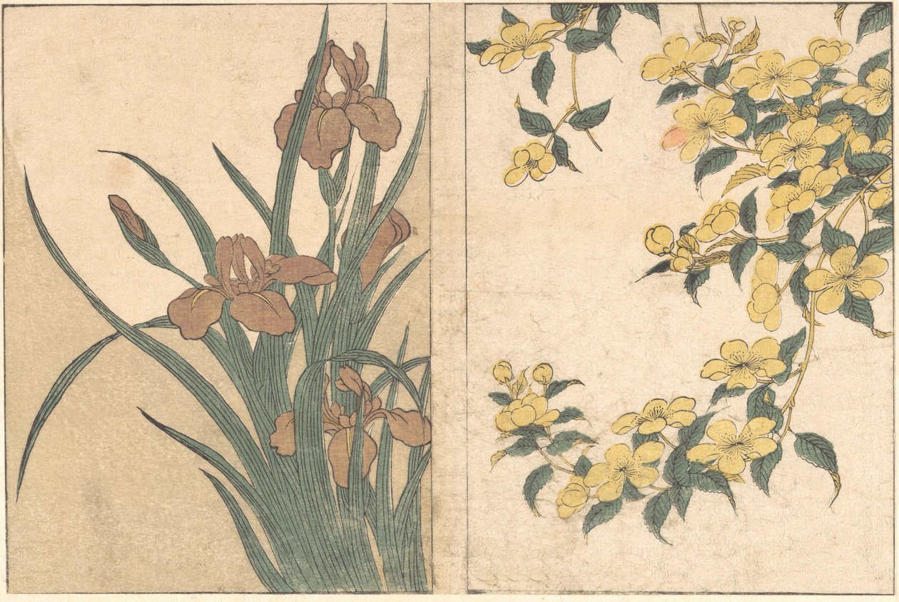 Cseresznyevirágok és íriszek, a Flowers of the Four Seasons, 1801 című illusztrált könyvből. alkotó: Kitagawa Utamaro