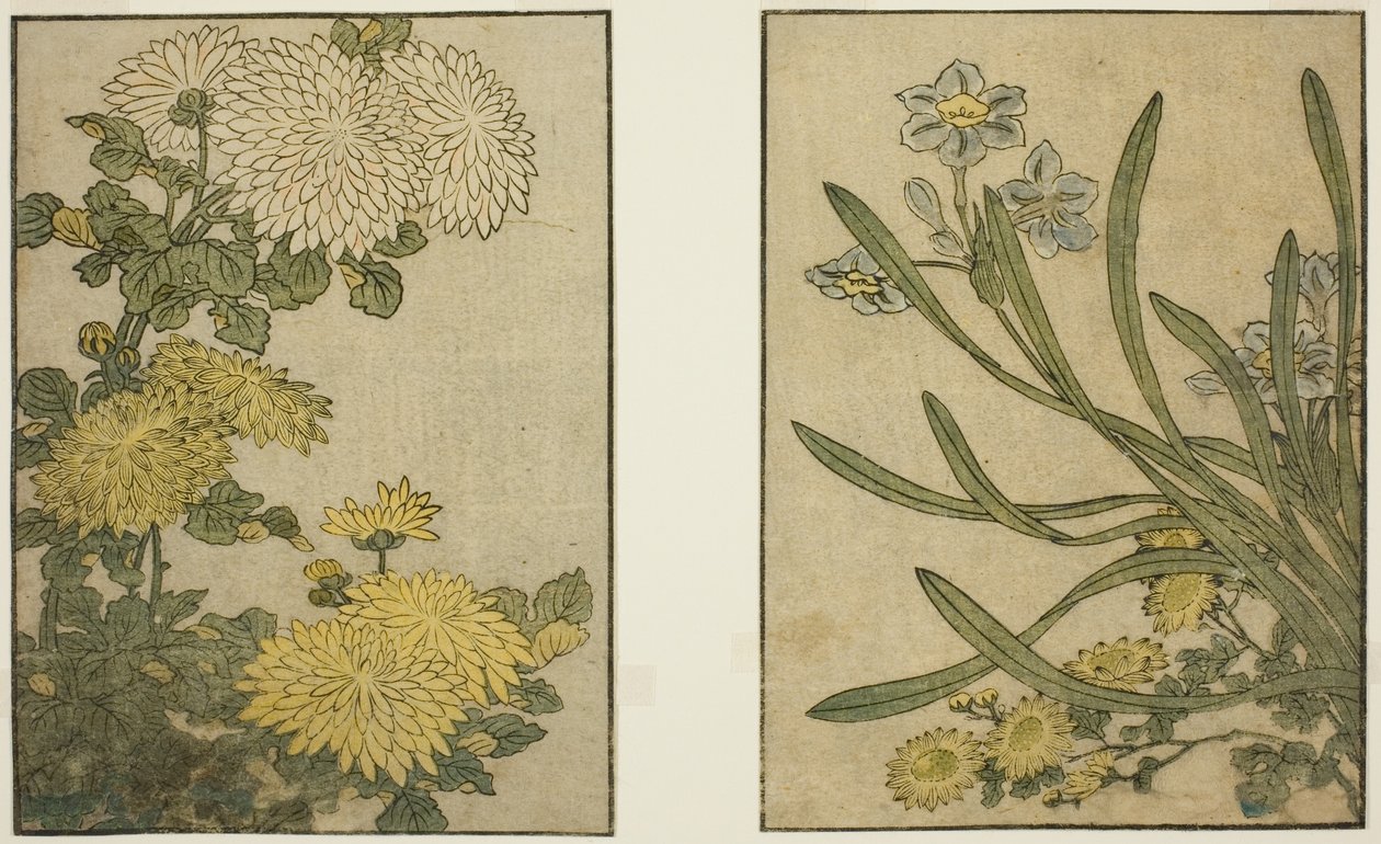 Krizantém és nárcisz, a "Képeskönyv: A négy évszak virágai (Ehon shiki no hana)" című illusztrált könyvből. 2 alkotó: Kitagawa Utamaro
