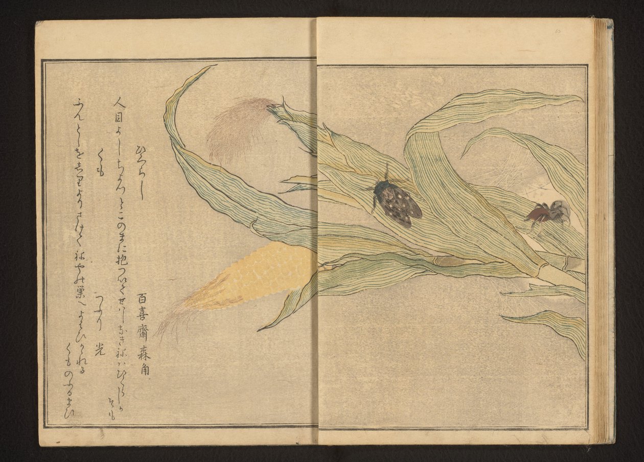 Kabóca és pók kukoricán alkotó: Kitagawa Utamaro