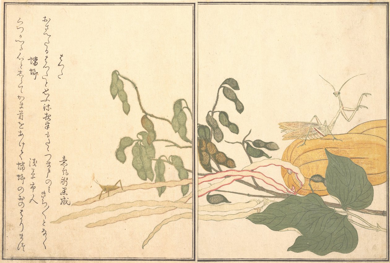 Kúpfejű szöcske vagy sáska, batta, Praying Sáska Toro vagy Kamakiri..., 1788. alkotó: Kitagawa Utamaro