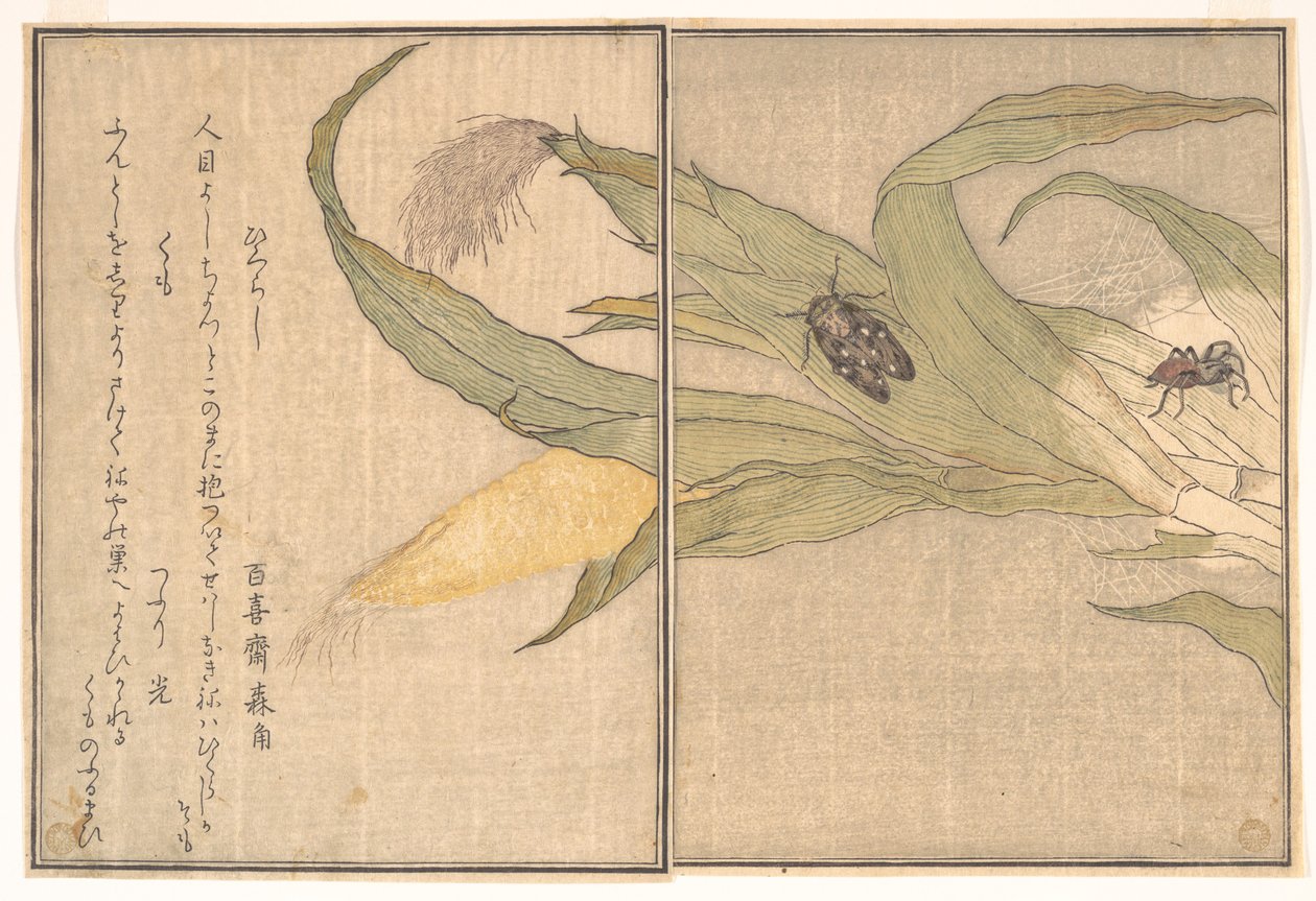 Esti kabóca, Higurashi; pók, Kumo, a Kúszó teremtmények képeskönyvéből (Ehon mushi erami) alkotó: Kitagawa Utamaro