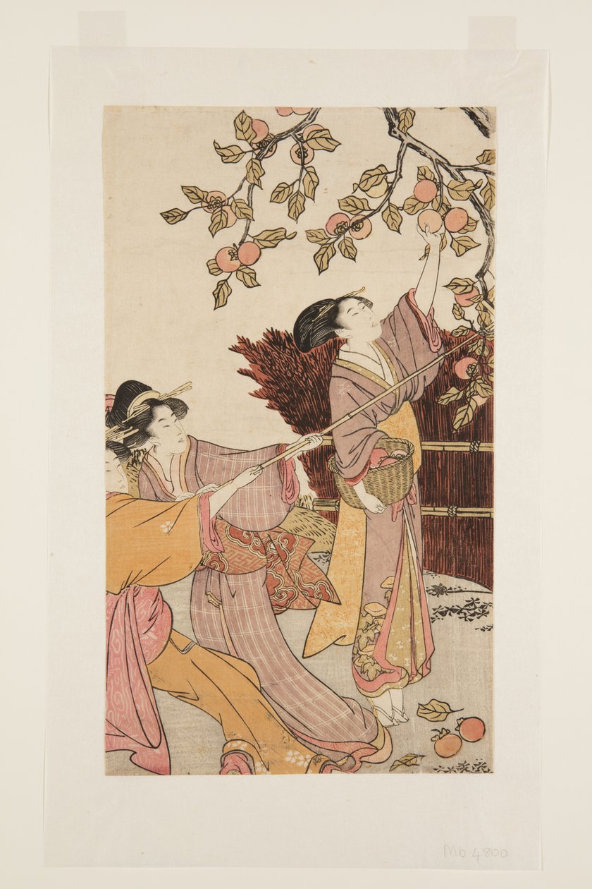 Datolyaszilva gyűjtése (színes fatömbnyomat) alkotó: Kitagawa Utamaro