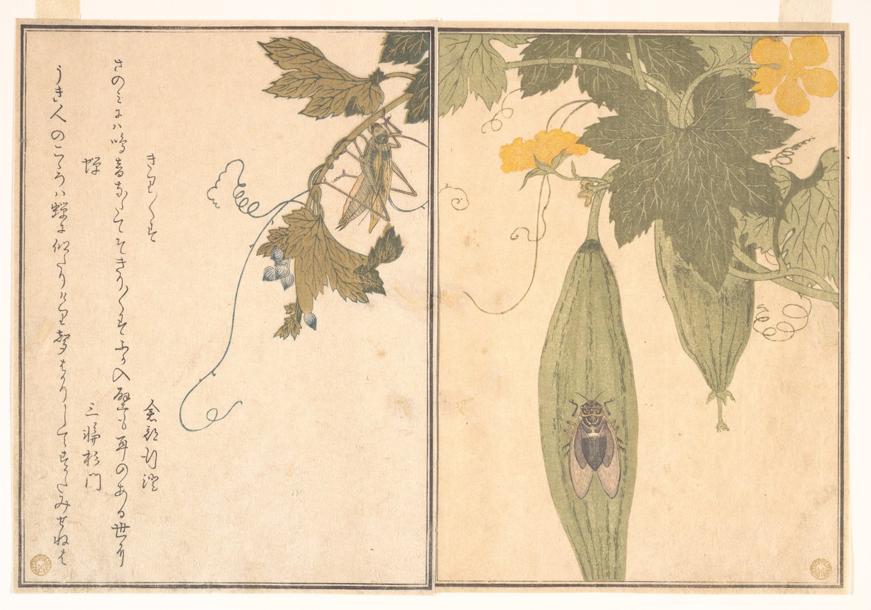 Szöcske (Kirigirisu); kabóca (Semi), a Kúszó teremtmények képeskönyvéből (Ehon mushi erami) alkotó: Kitagawa Utamaro