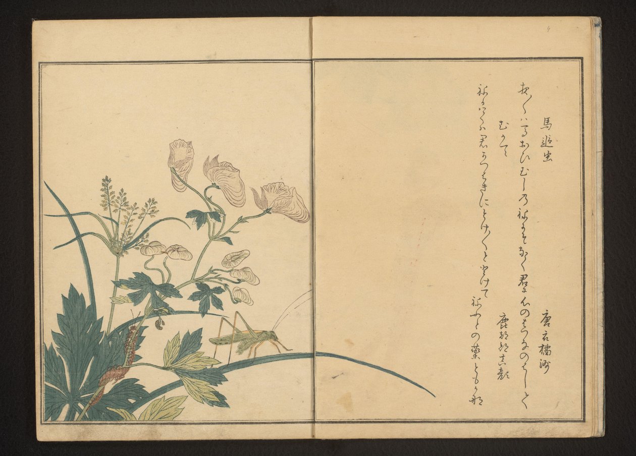 Szöcske és százlábú akonit növényen alkotó: Kitagawa Utamaro