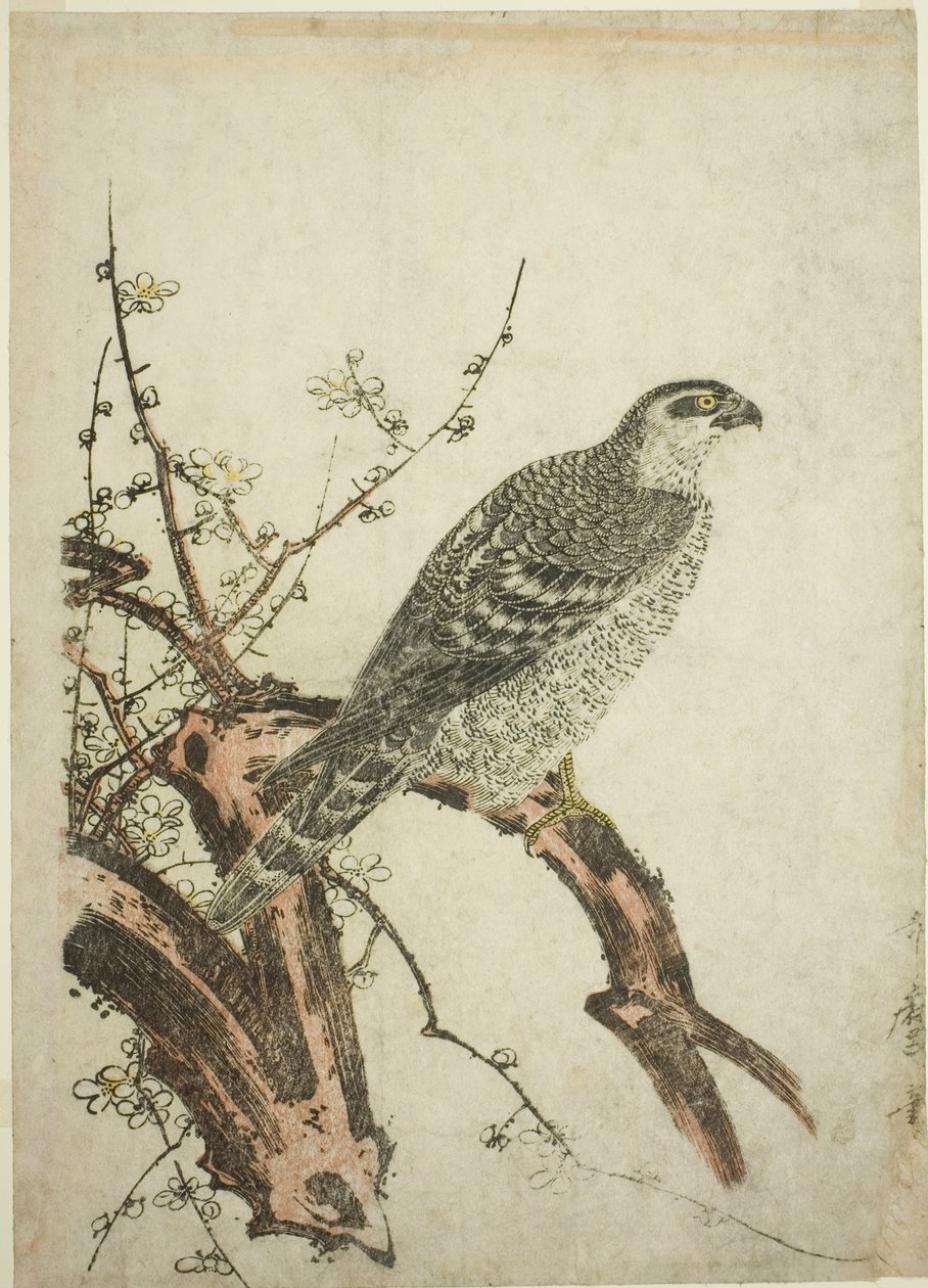 Sólyom szilvaágon alkotó: Kitagawa Utamaro