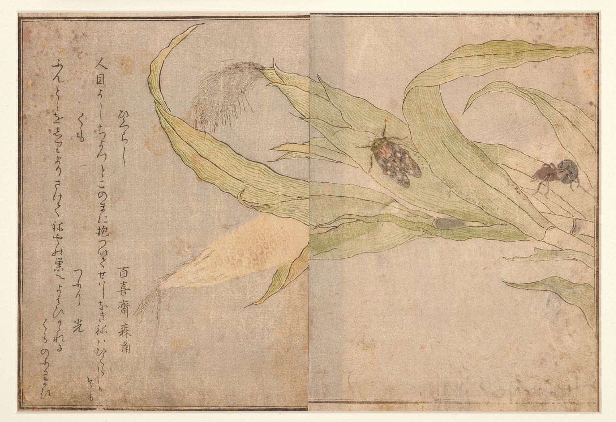 Higurashi és pók, 1788 (fatömb) alkotó: Kitagawa Utamaro