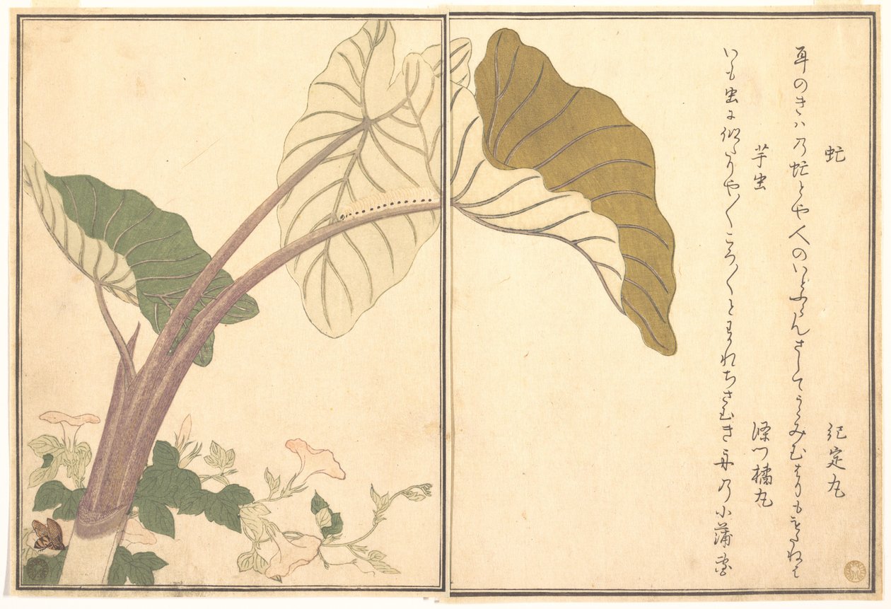 Lóbögöly (abu); zöld hernyó, imomushi, a Kúszó lények képeskönyvéből (Ehon mushi erami) alkotó: Kitagawa Utamaro