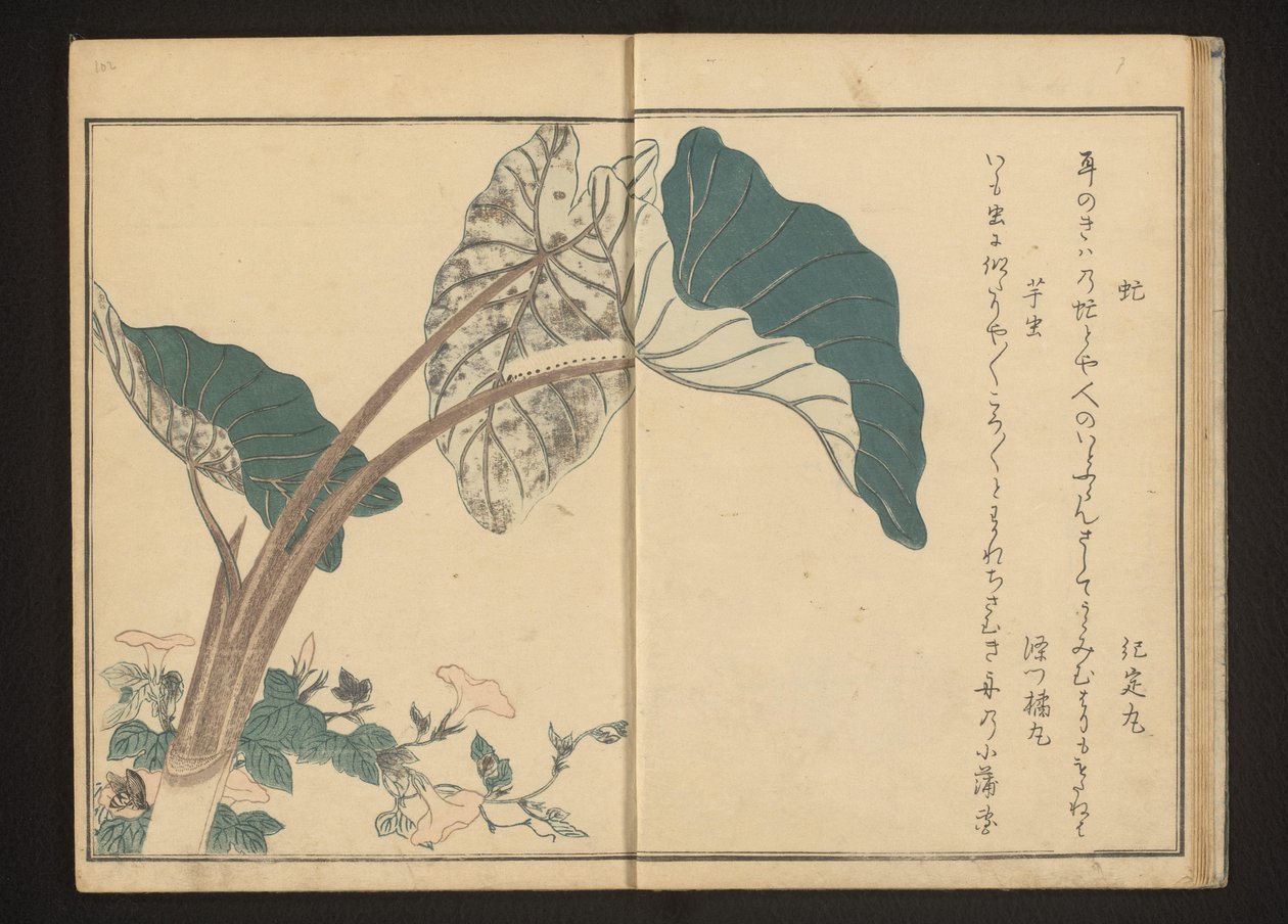 Lóbogár a palánkon és hernyó a taro növényen alkotó: Kitagawa Utamaro