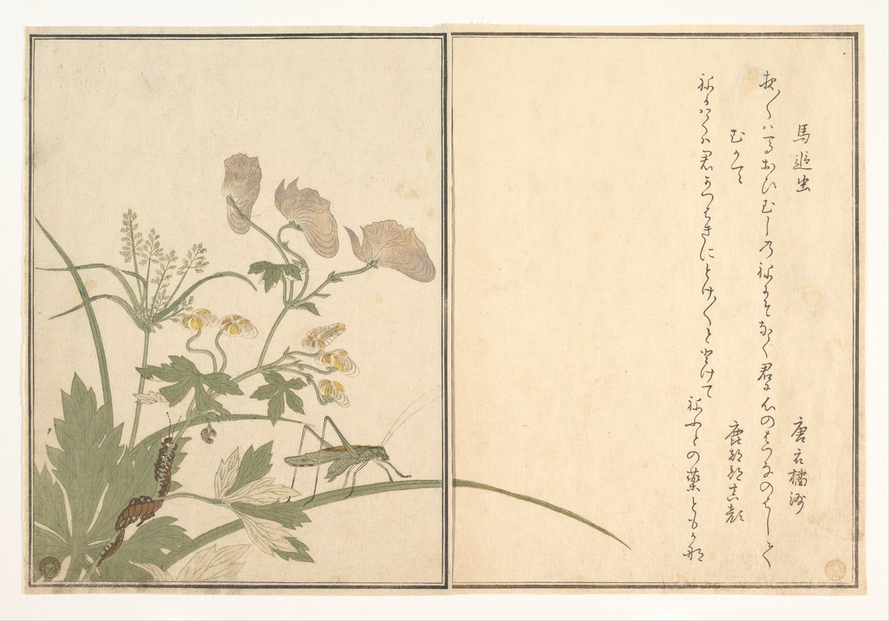 Katydid (Umaoi-mushi); százlábú (Mukade), a „Kúszó lények képeskönyve” (Ehon mushi erami) című műből alkotó: Kitagawa Utamaro