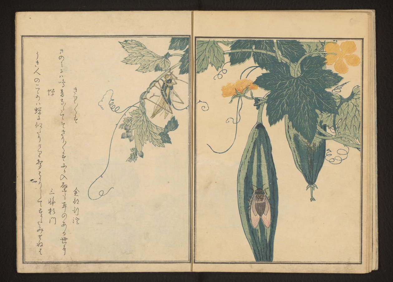 Katydid és kabóca tökön alkotó: Kitagawa Utamaro