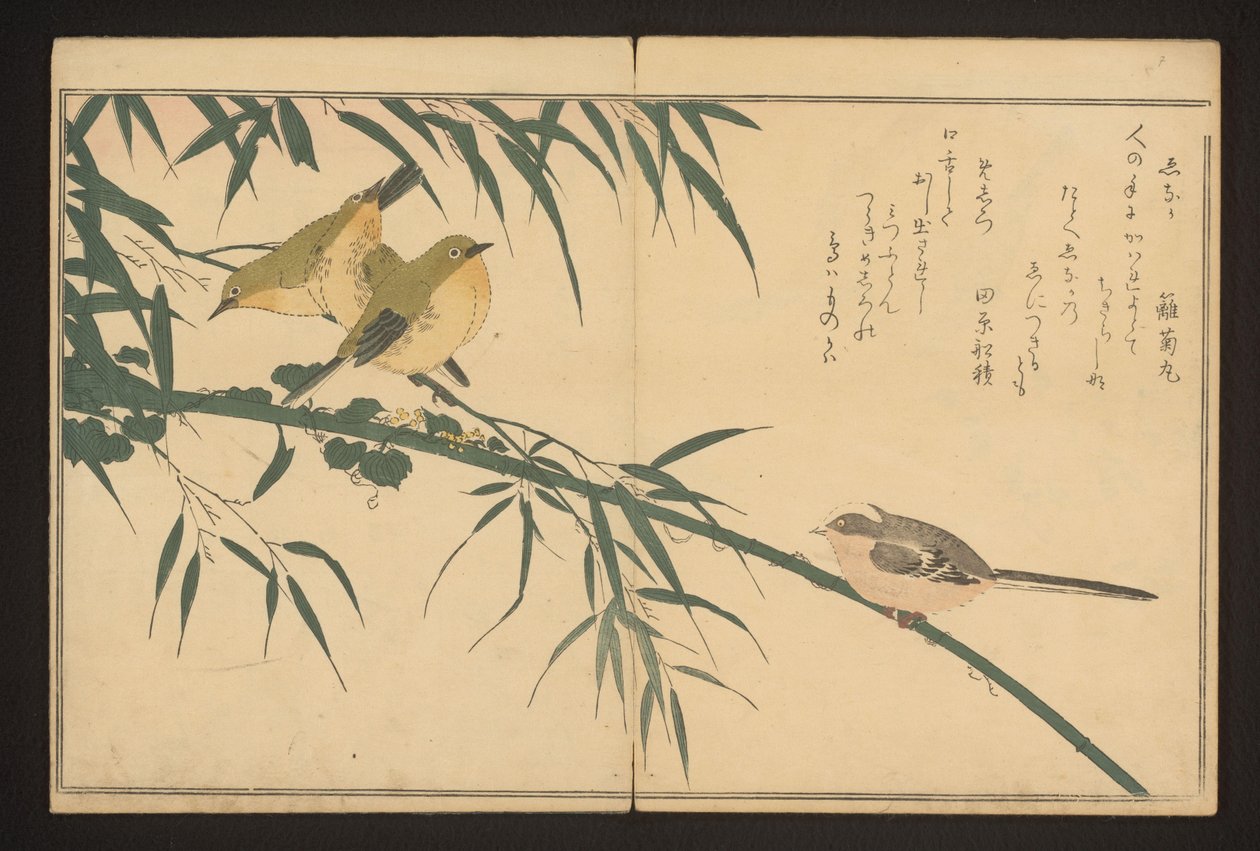 Hosszú farkú cinege és fehérszemű alkotó: Kitagawa Utamaro