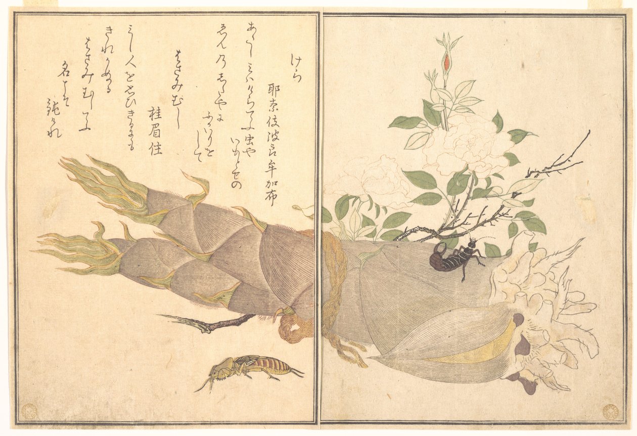 Mole Cricket (Kera); fülbemászó (Hasami-mushi), a „Kúszó lények képeskönyve” (Ehon mushi erami) című műből alkotó: Kitagawa Utamaro