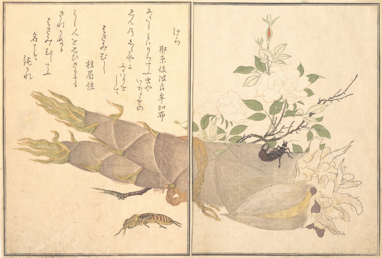 Mole Cricket Kera, Earwig, Hasami-mushi ..., 1788. alkotó: Kitagawa Utamaro