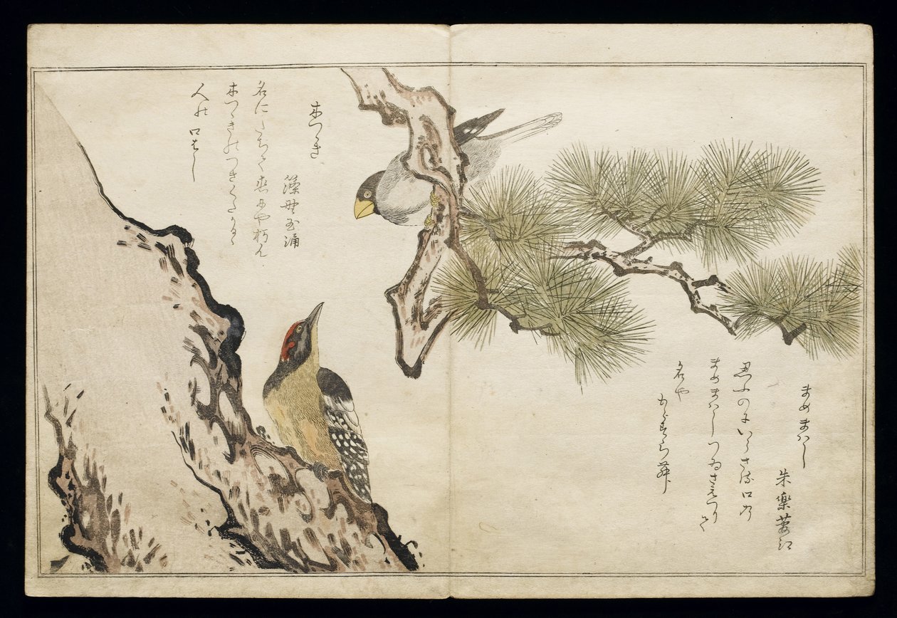 P.332-1946 Vol.1 f.3 Hawfinch and a Woodpecker, a „Madarak összehasonlítása a humoros dalokban” albumból, 1791 (színes fatömbnyomat) alkotó: Kitagawa Utamaro