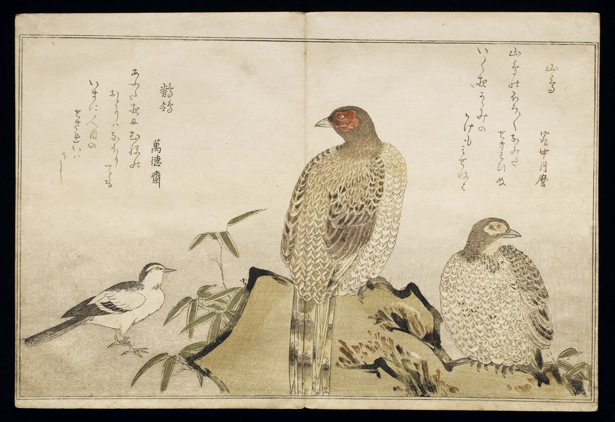 P.332-1946 Vol.2 f.3 Két rézfácán és egy vagány, a „Madarak humoros dalaiban” című albumból, 1791 (színes fatömbnyomat) alkotó: Kitagawa Utamaro