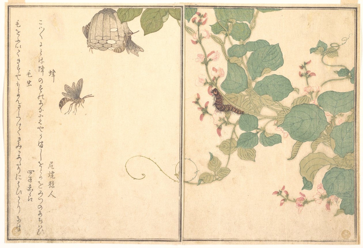 Papírdarázs (Hachi); szőrös hernyó (Kemushi), a Kúszó lények képeskönyvéből (Ehon mushi erami) alkotó: Kitagawa Utamaro